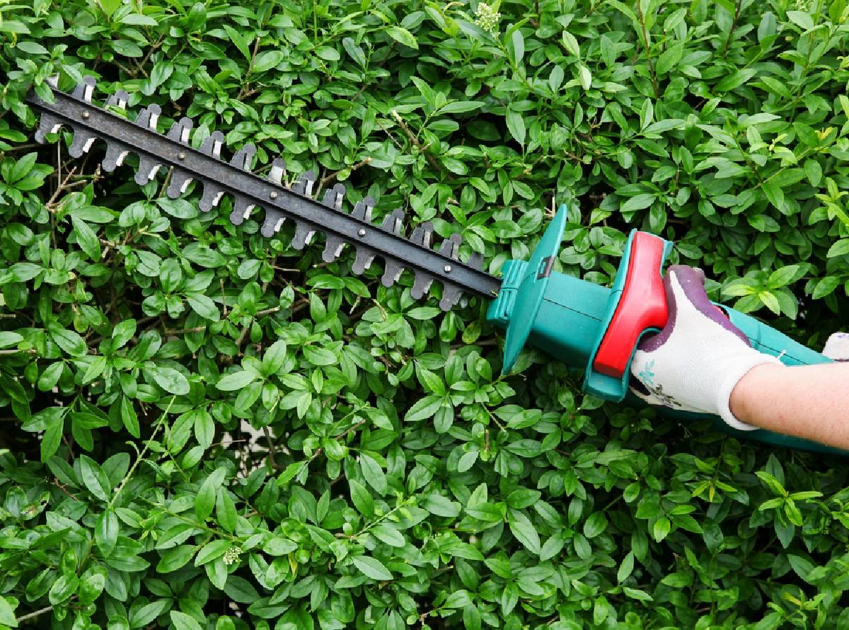 Tree surgeons in Bliston and West Midlands Tree surgeons in Bliston and West Midlands