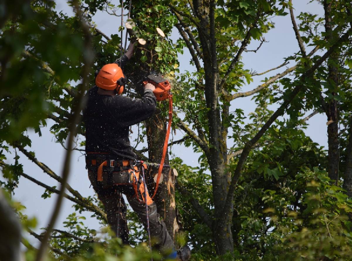 Tree surgeons in Bliston and West Midlands Tree surgeons in Bliston and West Midlands